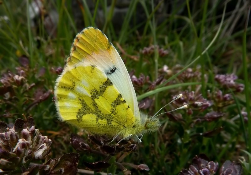 Anthocharis euphenoides... ritrattino